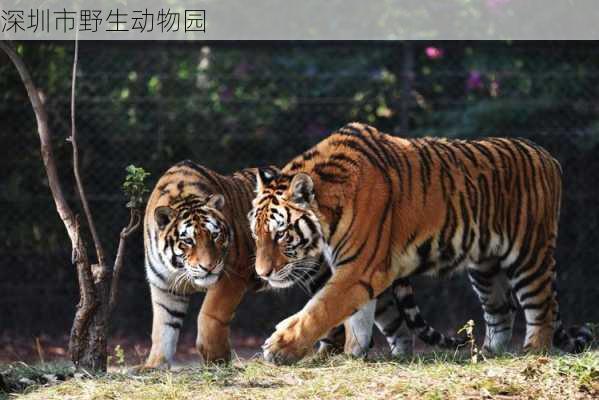 深圳市野生动物园