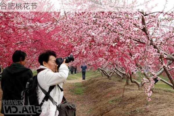 合肥桃花节