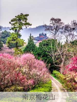 南京梅花山