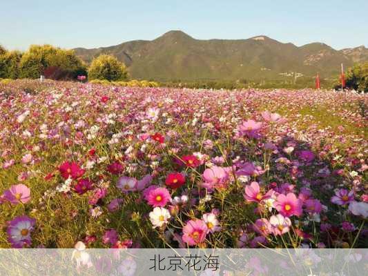 北京花海