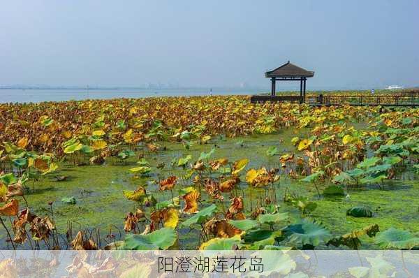 阳澄湖莲花岛