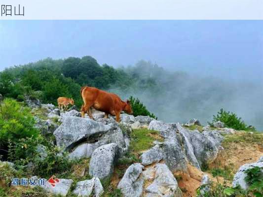 阳山