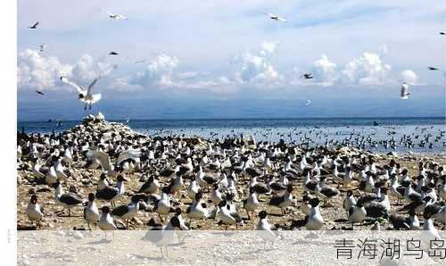 青海湖鸟岛