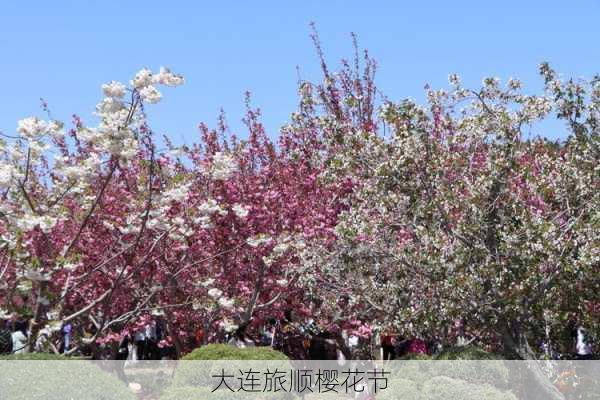 大连旅顺樱花节