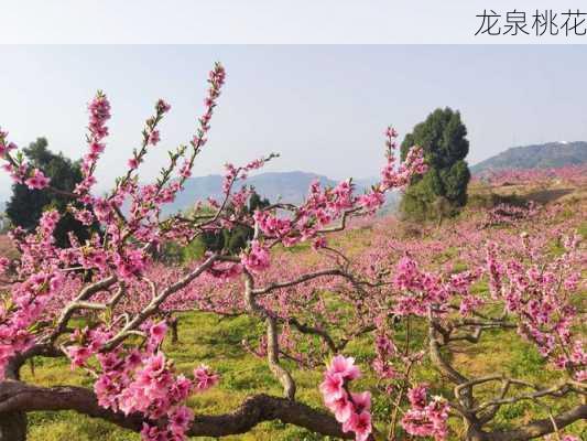 龙泉桃花