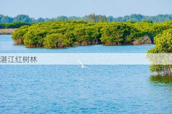 湛江红树林