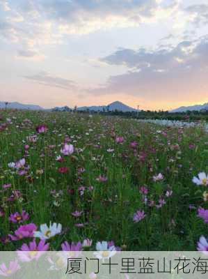 厦门十里蓝山花海