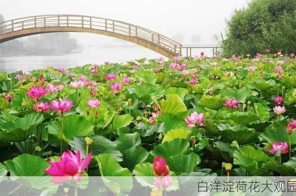 白洋淀荷花大观园