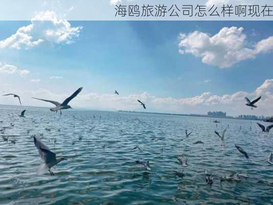 海鸥旅游公司怎么样啊现在