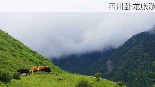 四川卧龙旅游