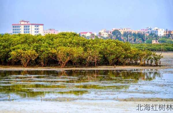 北海红树林