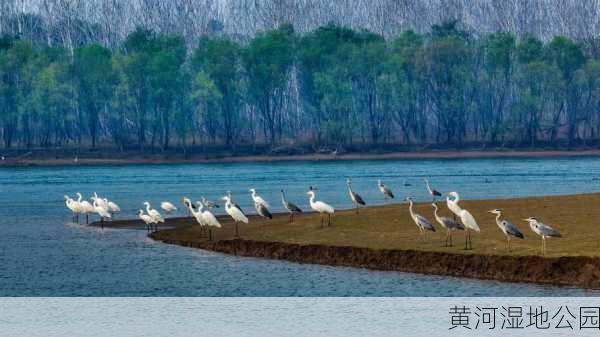 黄河湿地公园