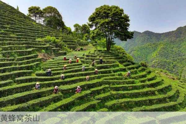 黄蜂窝茶山